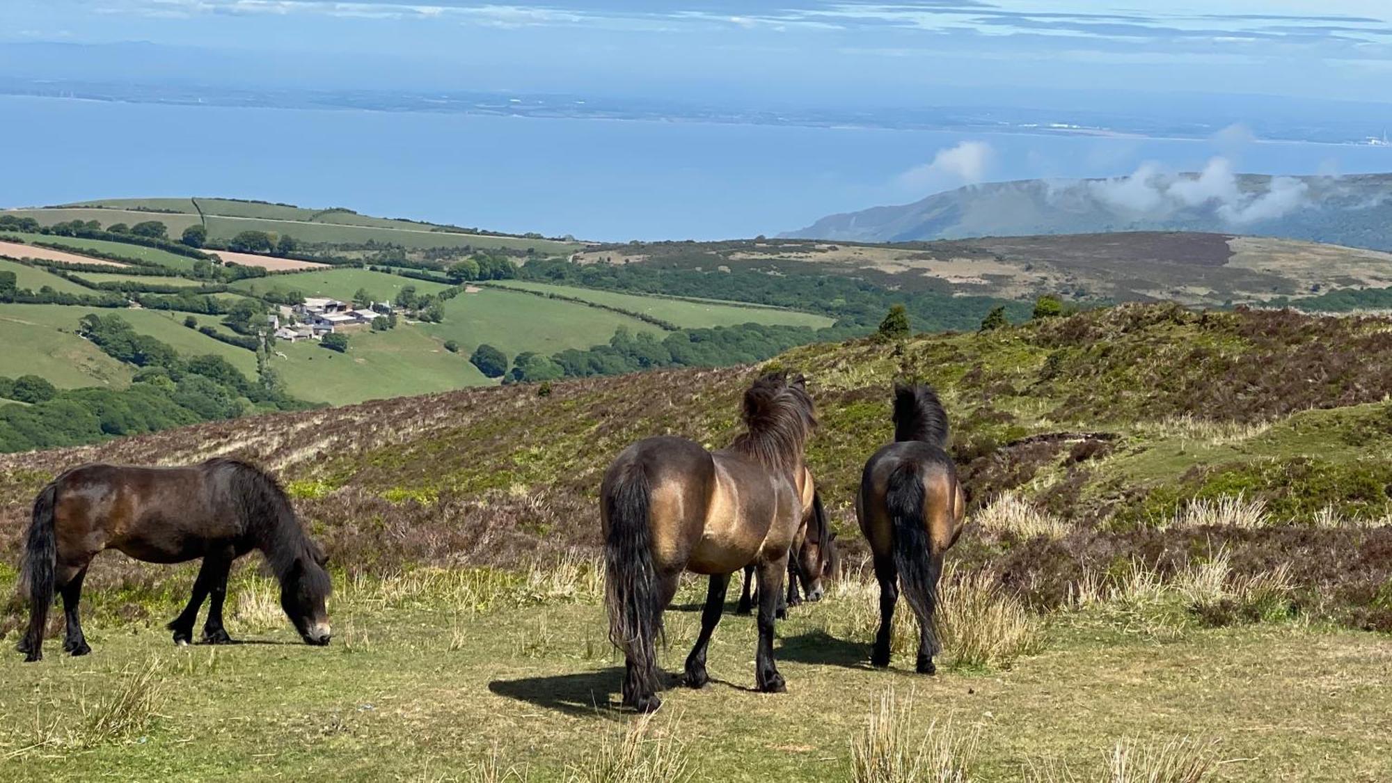 Exmoor Bnb In Withypool On Two Moors Way Екстериор снимка