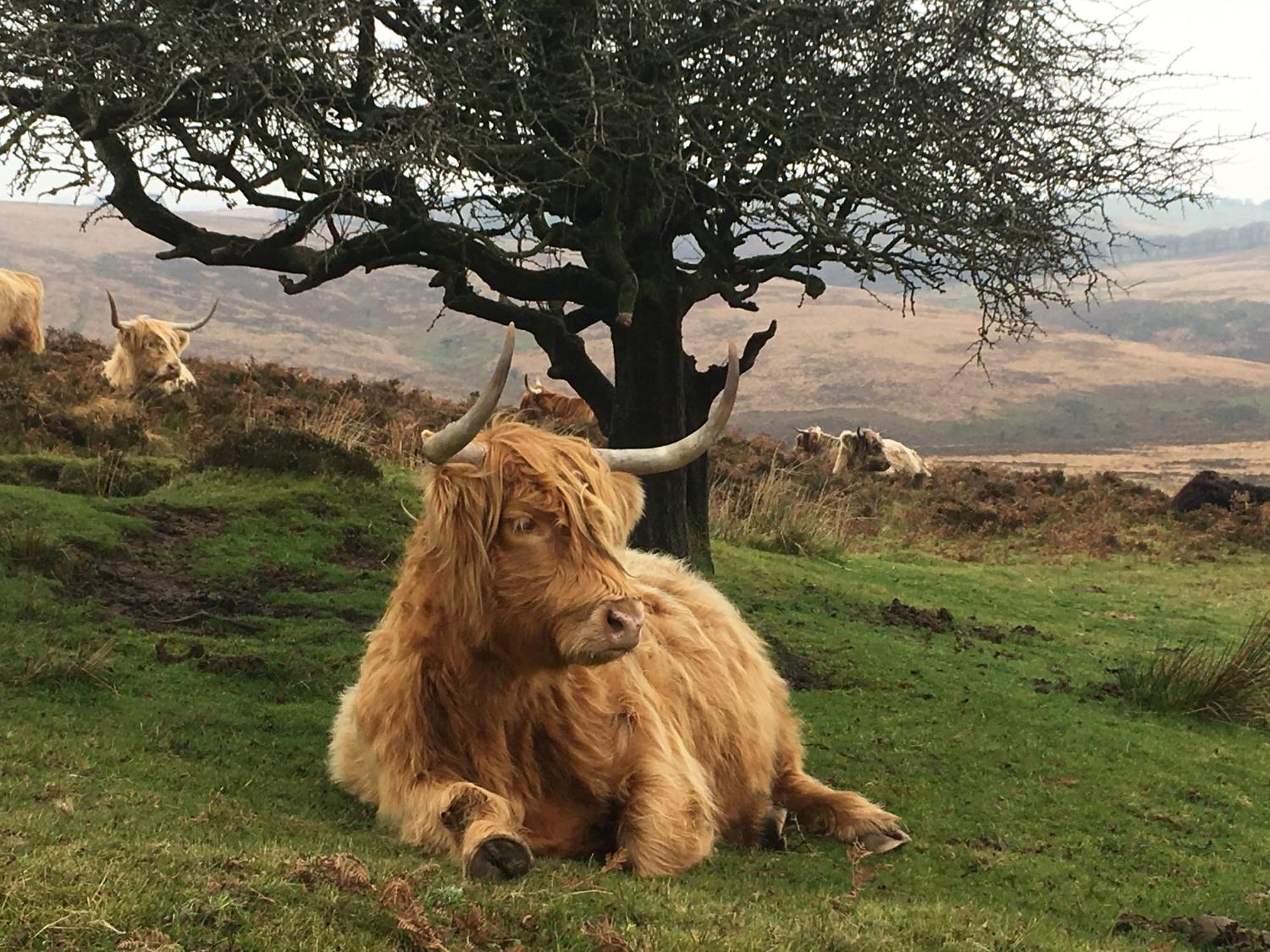 Exmoor Bnb In Withypool On Two Moors Way Екстериор снимка