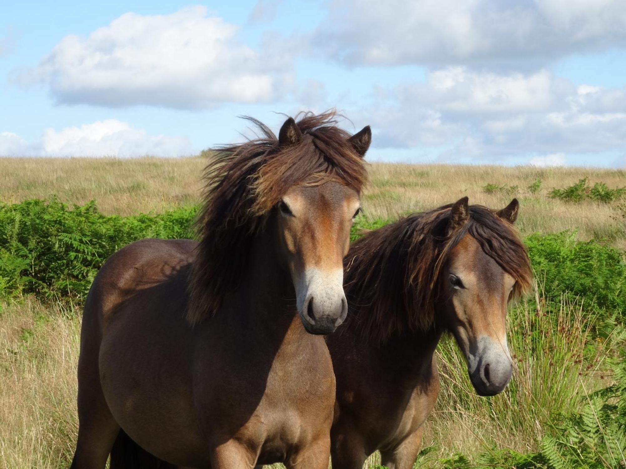 Exmoor Bnb In Withypool On Two Moors Way Екстериор снимка